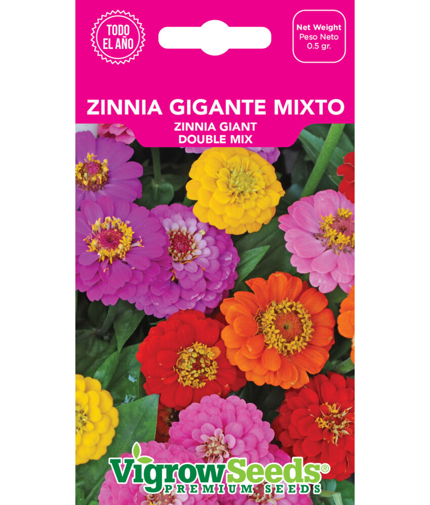 Semilla de Zinnia Gigante Mixto(vigrow seeds)